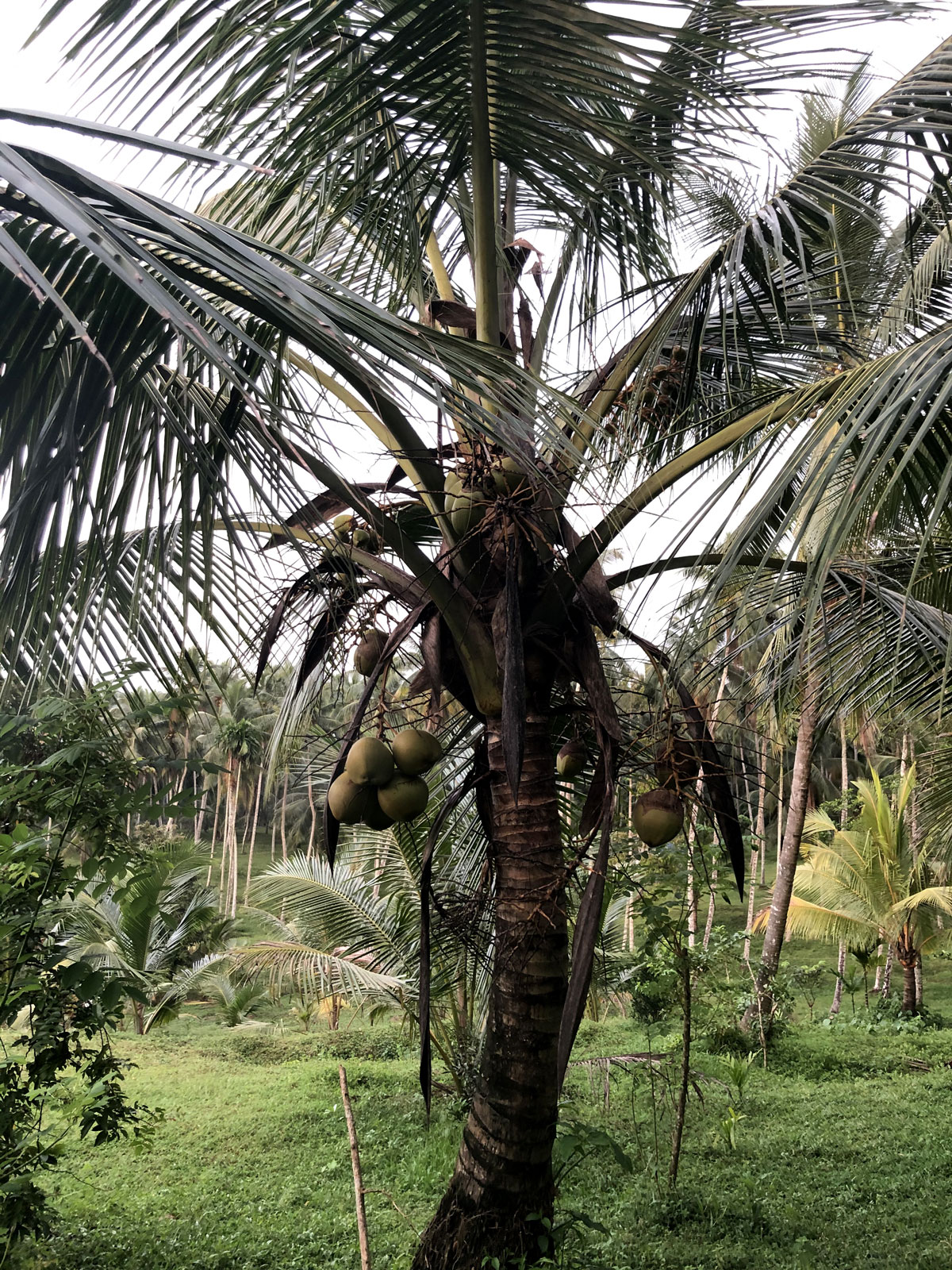 La noix de coco La noix de coco