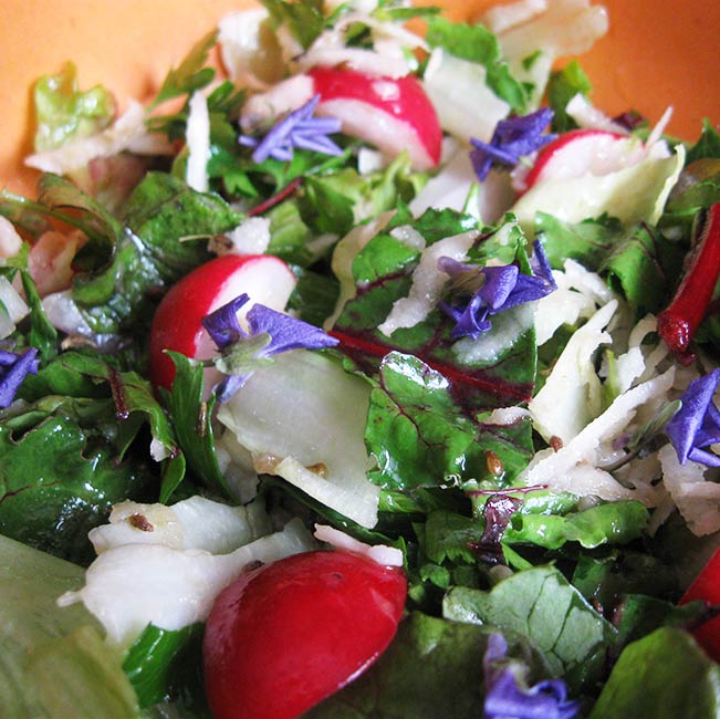 Salade croquante aux feuilles de betteraves rouges, radis, chou-rave et fleurs de violettes